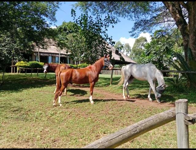 FARM FOR SALE IN LEVUBU